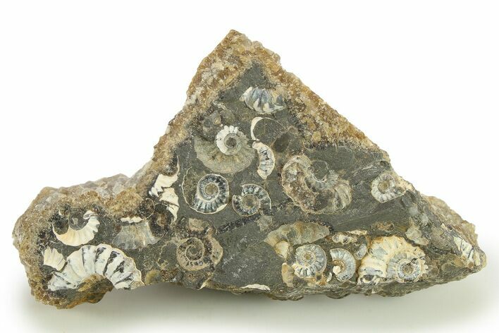 Ammonite (Promicroceras) Cluster - Marston Magna, England #282018
